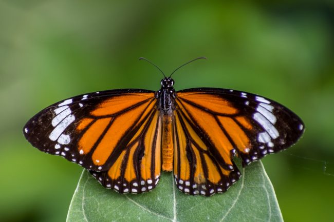 sonika-agarwal-WBPcT5DC8wo-unsplash